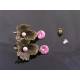 Maple Leaf Ear Studs with Pink Pearl and Pink Cubic Zirconia