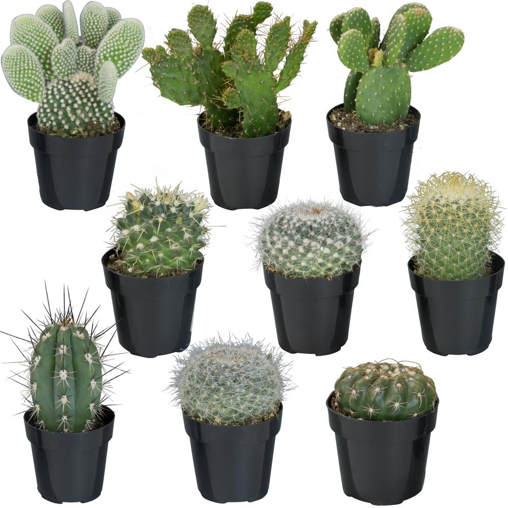 Cacti